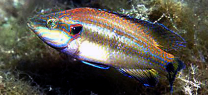 Symphodus ocellatus_000006